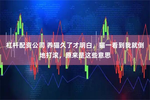 杠杆配资公司 养猫久了才明白，猫一看到我就倒地打滚，原来是这些意思